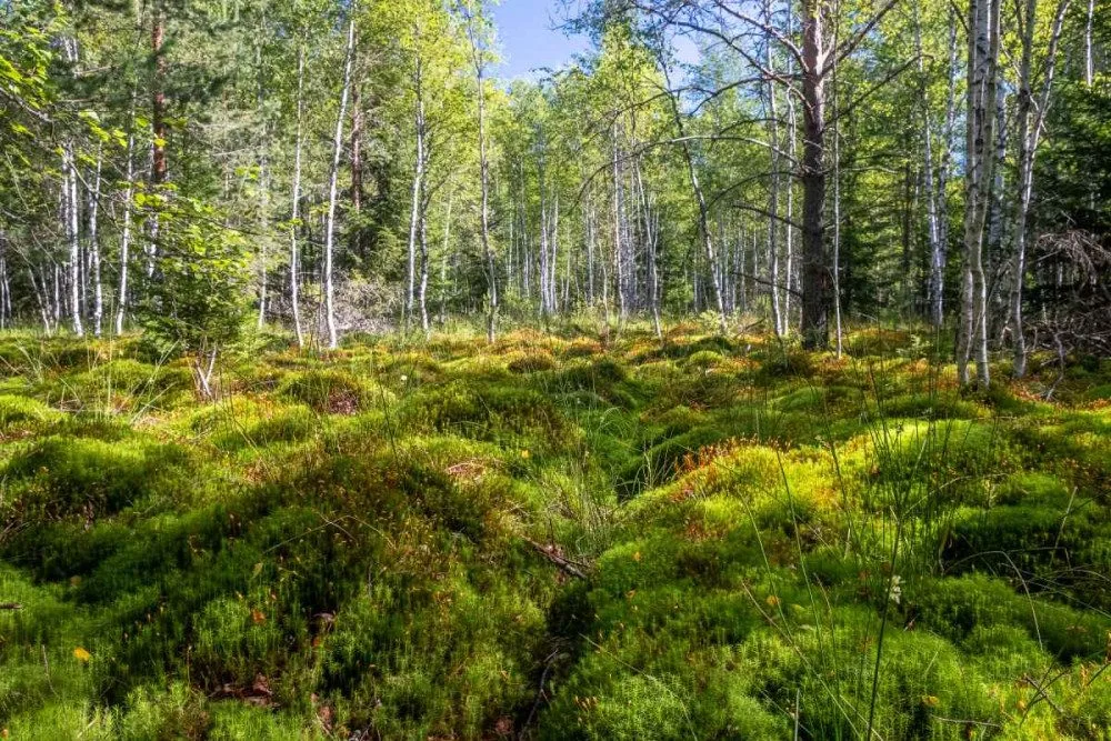 Národní park uzavře Soumarské rašeliniště. Kvůli stavbě