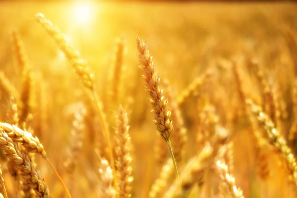 Více dotací za méně pesticidů. Pěstitelé zeleniny a ovoce budou mít od příštího roku nová pravidla