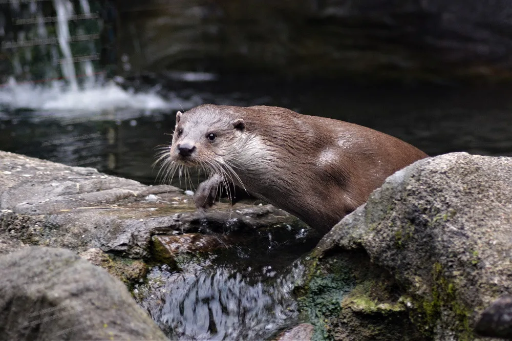 Dřevosochařské sympozium a děti do zoo zdarma. To je poslední prázdninový týden v Zoo Hluboká