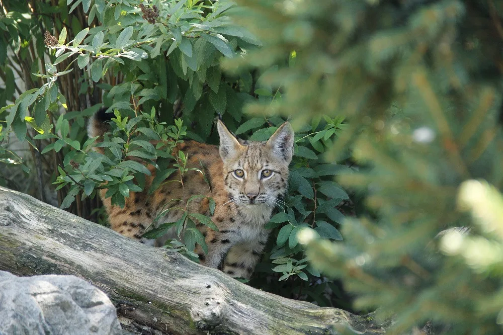 Dřevosochařské sympozium a děti do zoo zdarma. To je poslední prázdninový týden v Zoo Hluboká