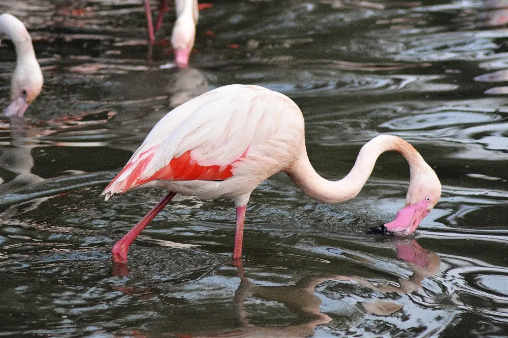 Dřevosochařské sympozium a děti do zoo zdarma. To je poslední prázdninový týden v Zoo Hluboká