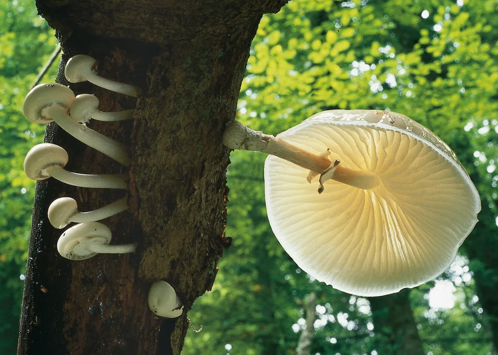 Rostou! Jihočeské muzeum zve na výstavu hub