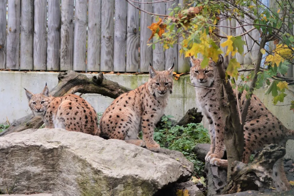 I na podzim má Jihočeská zoologická zahrada co nabídnout