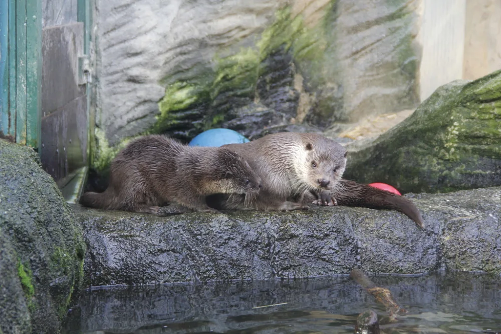I na podzim má Jihočeská zoologická zahrada co nabídnout