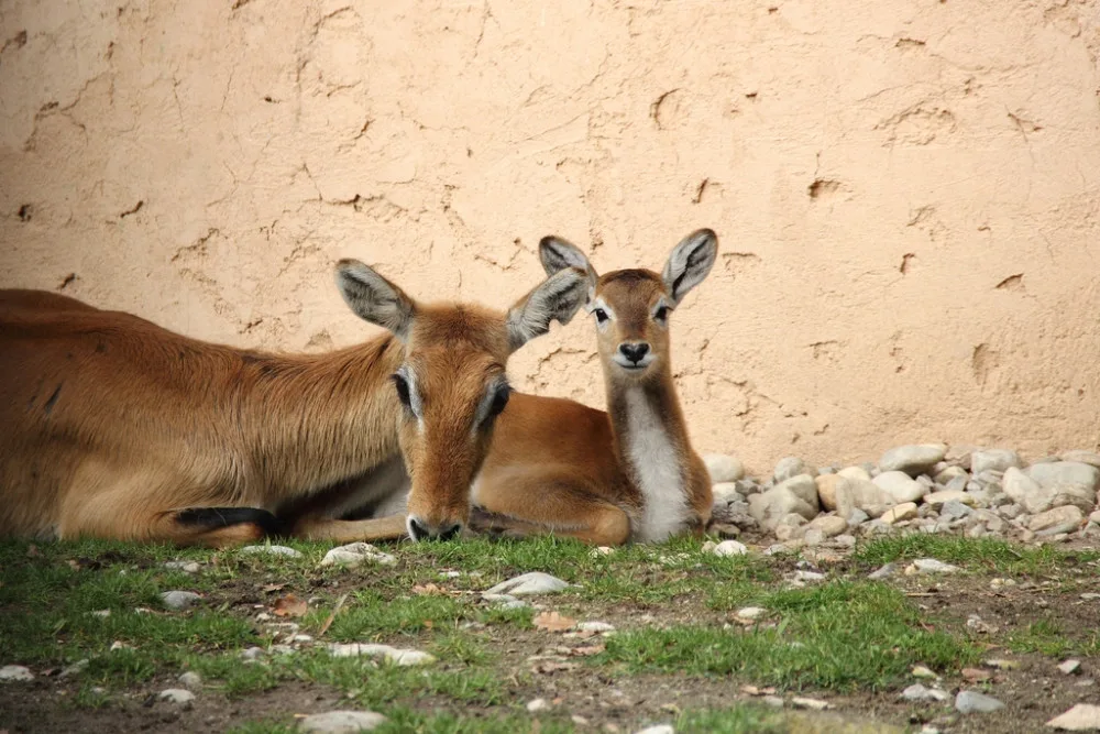 I na podzim má Jihočeská zoologická zahrada co nabídnout