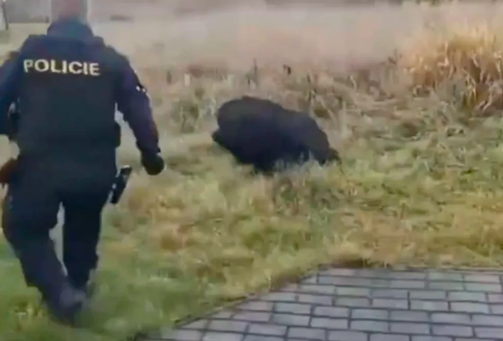 Policie v Budějcích naháněla prase