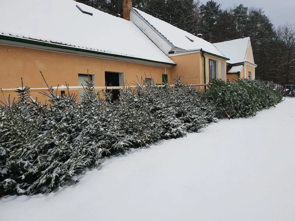 Nevíte kde pořídit vánoční stromek? Prodej u Lesů města Písku je již tradicí