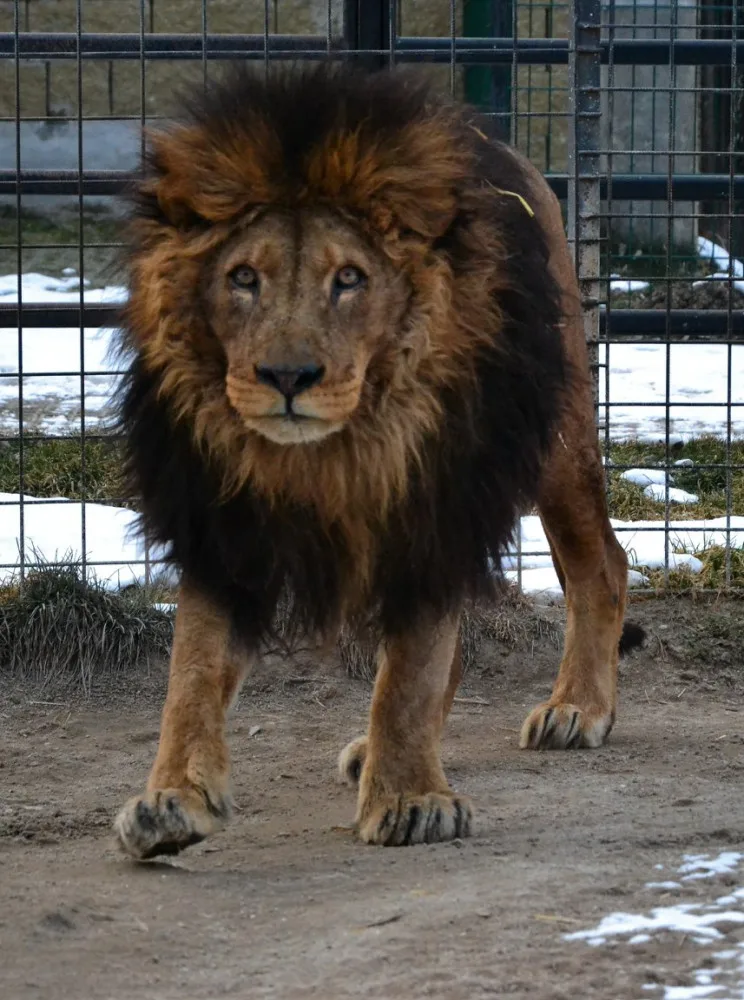 Zemřel lev Ugas. V Zoo Dvorec byl od jejího počátku