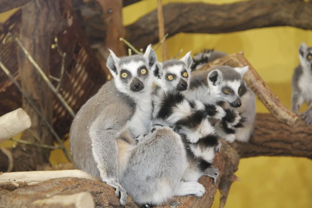 Štědrý den v Zoo Hluboká. Soutěžte o rodinnou vstupenku a krmení lemurů