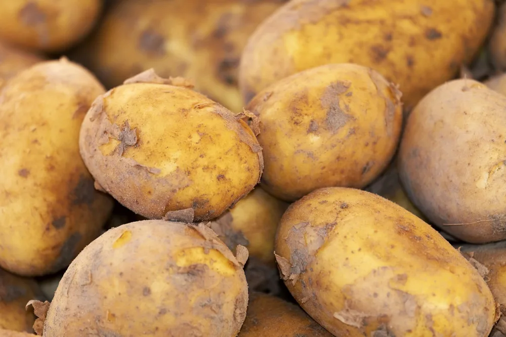potato-g8a1b1b782_1280