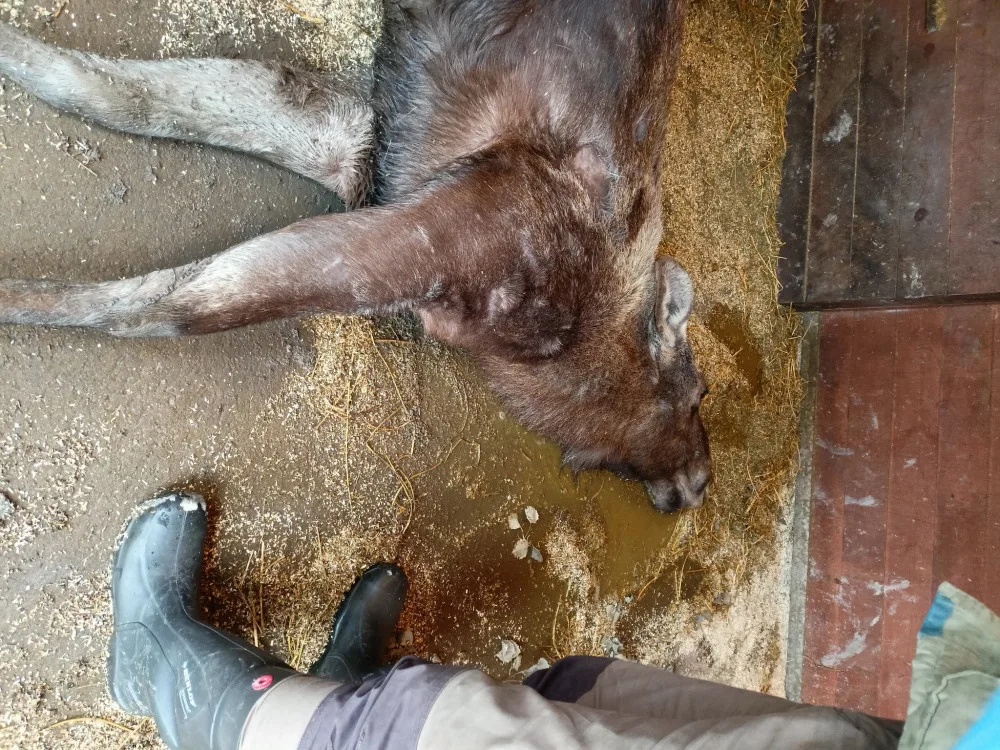 V hlubocké zoo zemřela březí losice. Otrávili ji návštěvníci