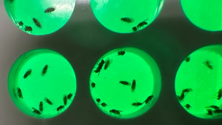 Přírodovědecká fakulta Jihočeské univerzity získala prestižní mezinárodní grant EMBO