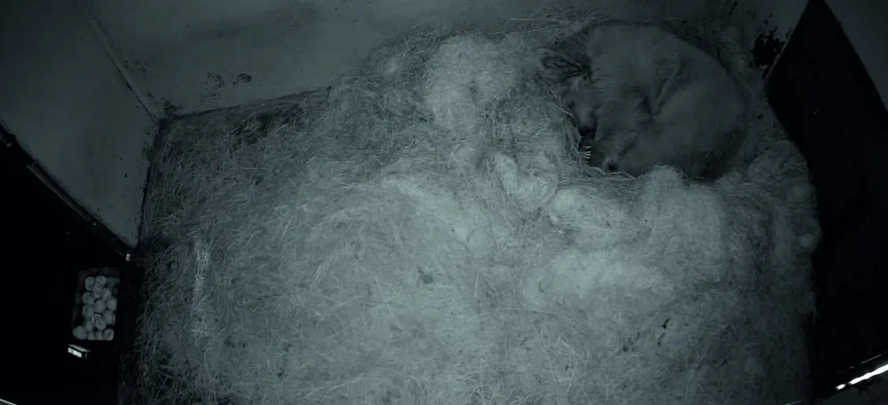 V zoologické zahradě Ohrada se narodila dvě mláďata medvěda plavého