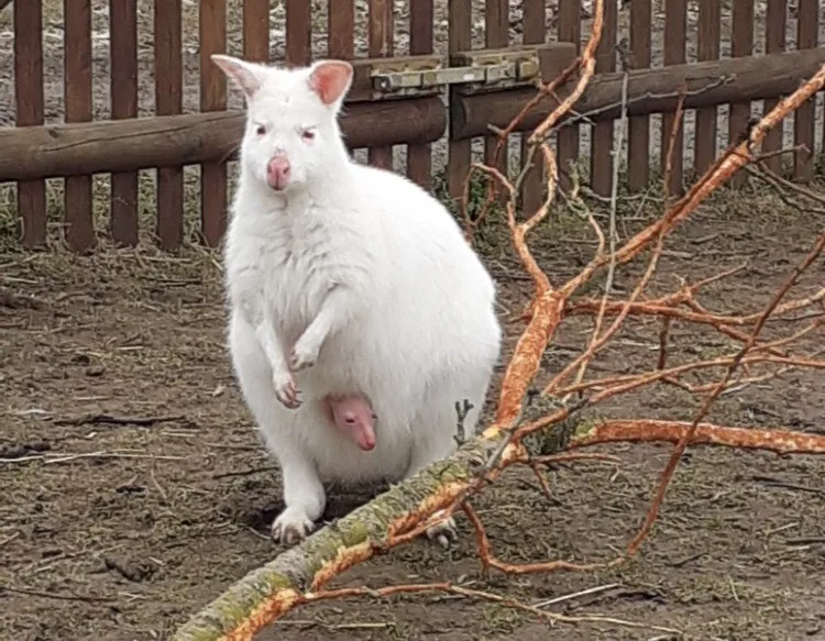 Poprvé vykouklo na svět. V táborské zoo se narodilo mládě klokana rudokrkého