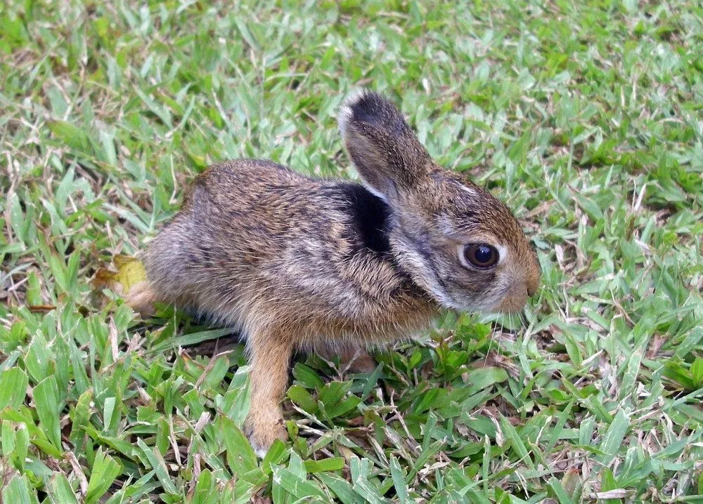 rabbit-g7498d832f_1280