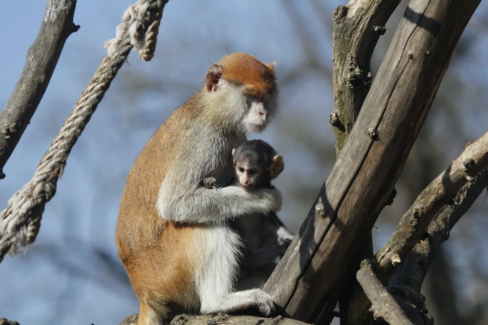 Zoo Hluboka nad Vltavou