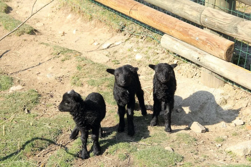 Zoo Hluboka nad Vltavou