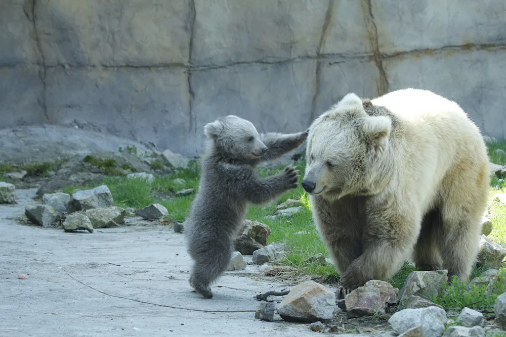 Zoo Hluboka nad Vltavou
