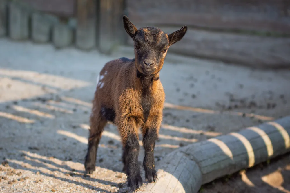 Na Bílou sobotu oslaví Velikonoce i v Jihočeské zoologické zahradě Hluboká nad Vltavou