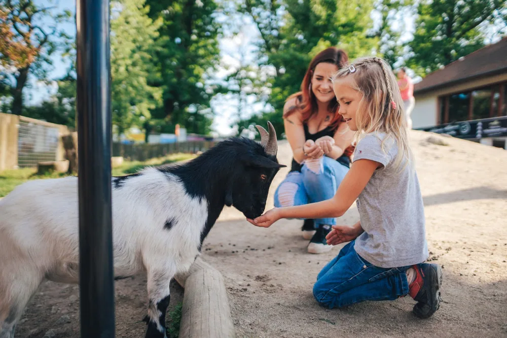 Zoo Hluboká se stala podruhé v řadě nejnavštěvovanějším cílem jižních Čech