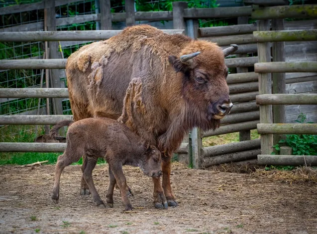 Mládě zubra evropského, které se narodilo Usjaně a Poczekajovi, na své jméno stále čeká. Foto: ZOO Tábor/ Václav Kučera