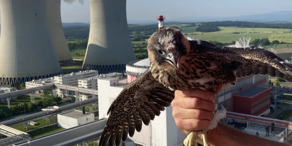 V Temelíně se vylíhlo mládě kriticky ohroženého sokola stěhovavého