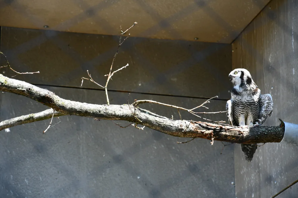 Zoo v Hluboké nad Vltavou má novou expozici sov