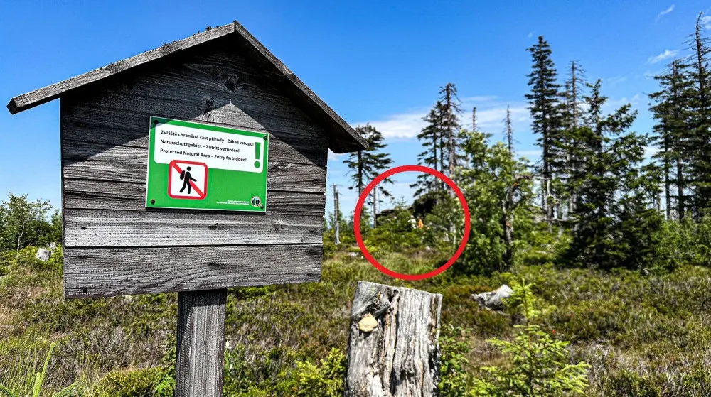 Turisté na Šumavě při sběru borůvek vstupují i na přísně zakázaná místa. Riskují tak pokuty v řádech tisíců