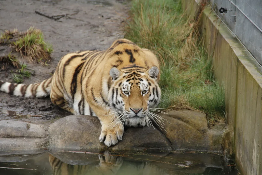 Mezinárodní den tygrů a S vysloužilci do zoo se uskuteční v ZOO na Hluboké