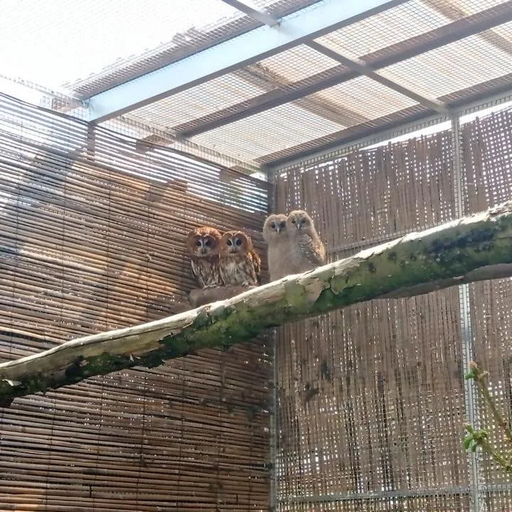 Táborská zoo slaví další přírůstky. Vylíhli se tady ohrožení puštíci obecní