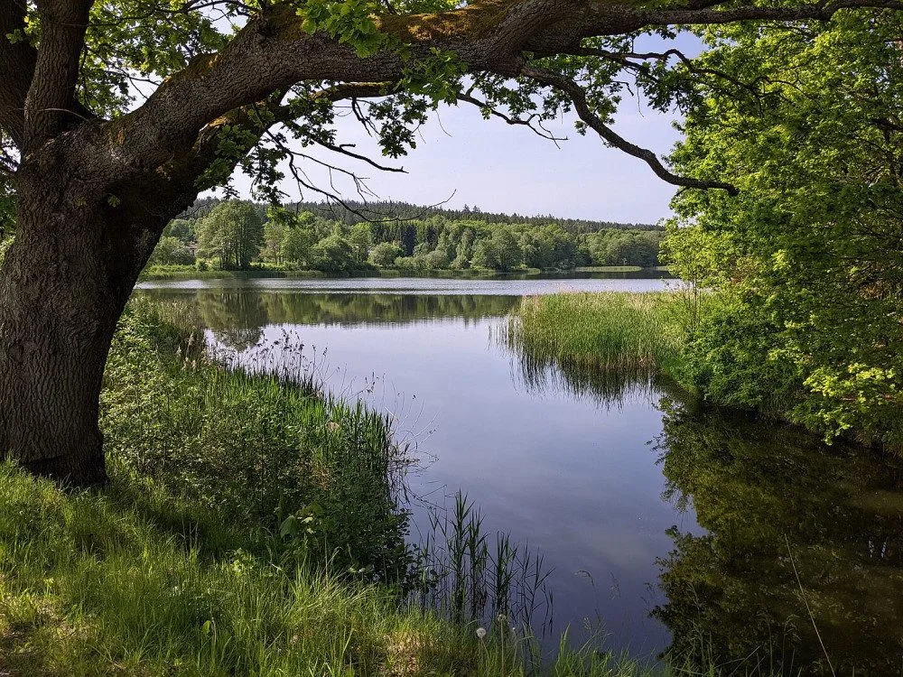 Mnišský rybník.