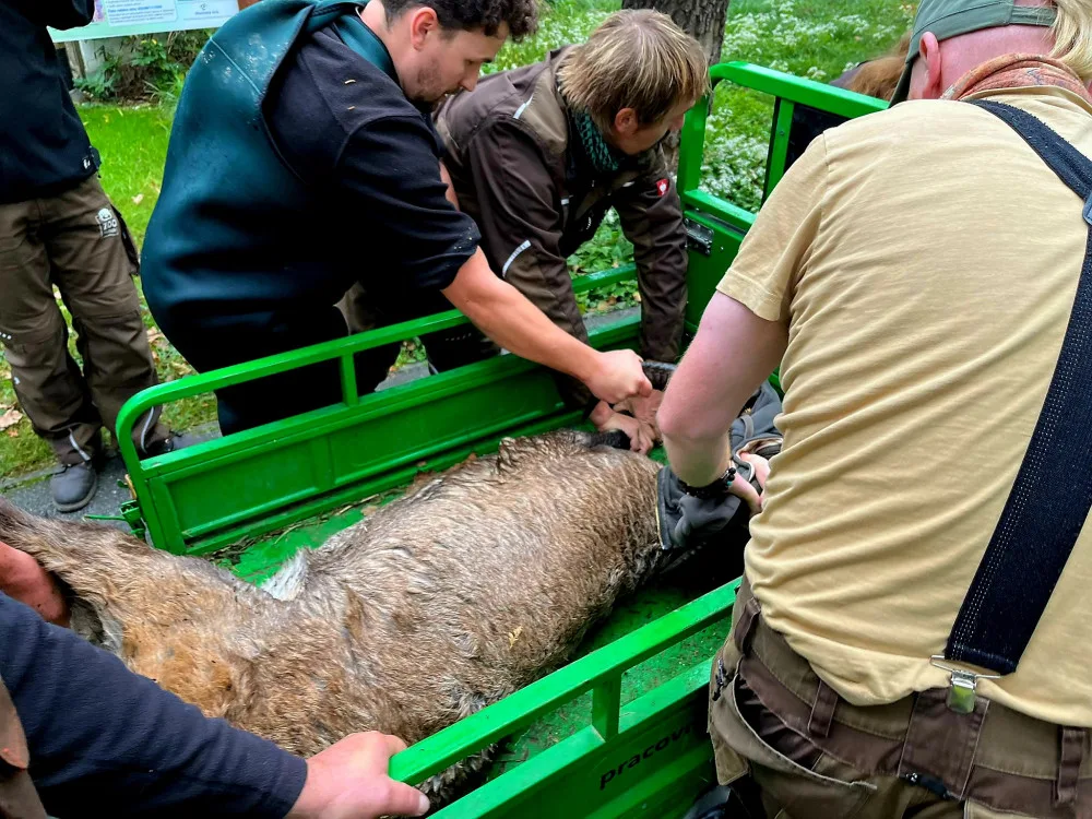 Ze zoologické v Hluboké nad Vltavou utekl dnes kozorožec, hasiči jej chytili