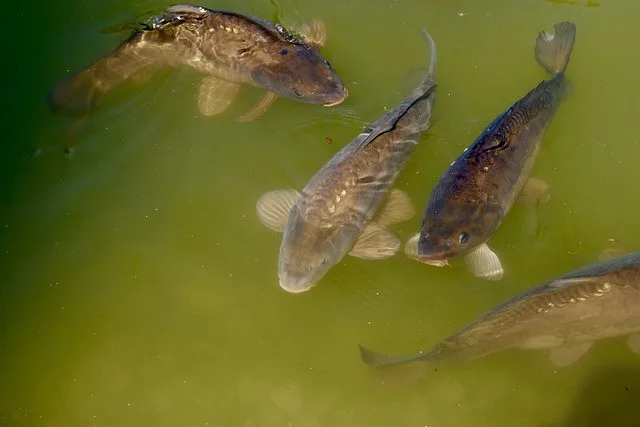 pond-761710_640
