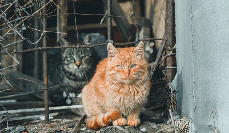 Ilustrační foto.