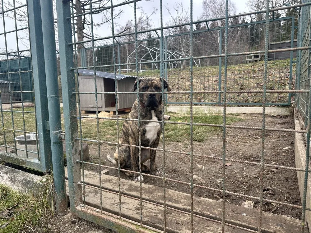 V útulku se starají o několik psů, které následně nabízí případným zájemcům.