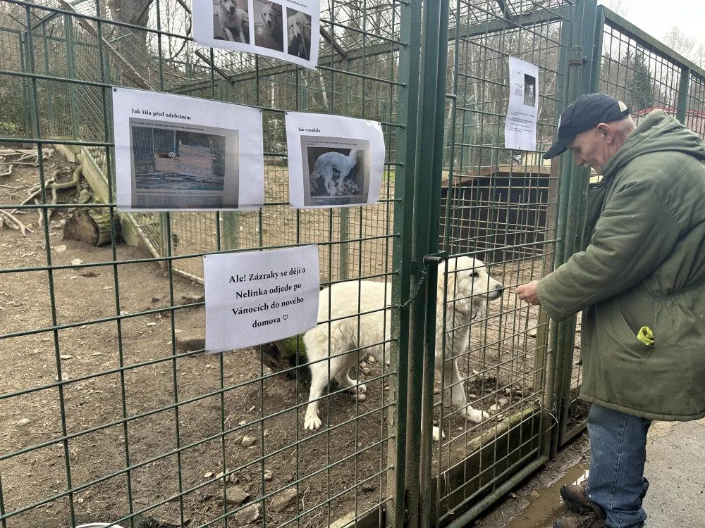 Nelinka strávila v útulku několik týdnů a brzo zamíří do nového domova.
