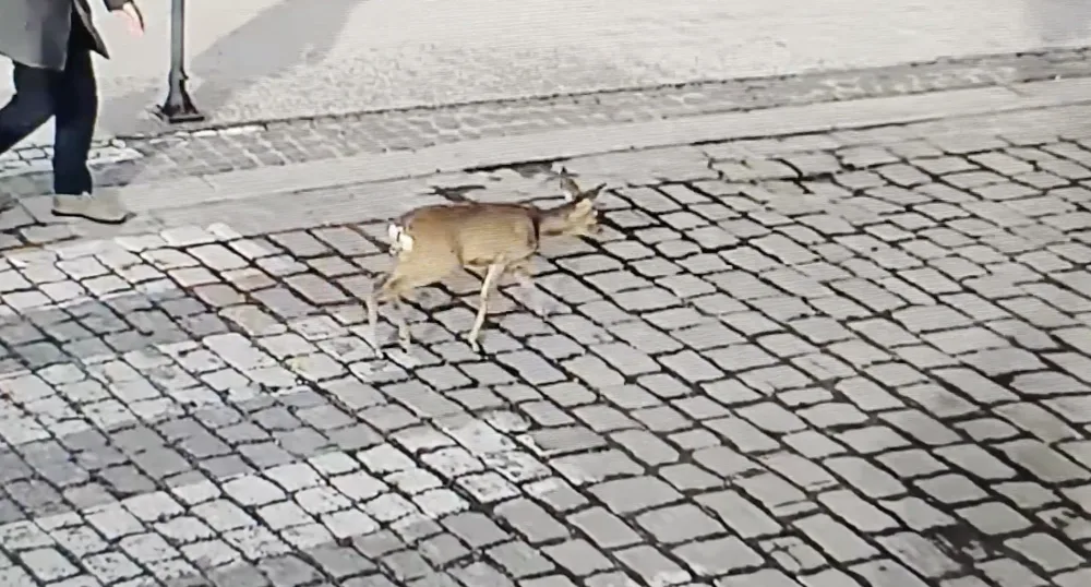 VIDEO: Po Českých Budějovicích pobíhala zmatená srna