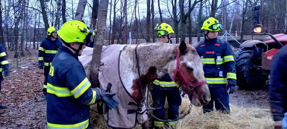 VIDEO: Hasiči pomáhali kobyle na nohy. Poté si zvíře převzala veterinářka
