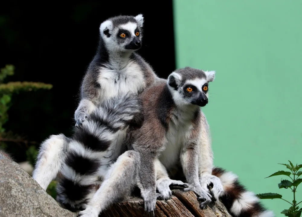Nekrmte naše zvířata, prosí zoologické zahrady. V Plzni lidé utrápili klokana a dokonce cpali lemurům sladkosti