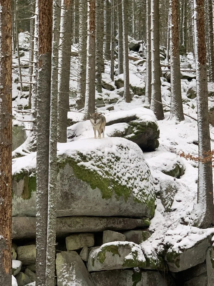 Vlk ve vlčím výběhu v Srní na Šumavě. Ilustrační foto.