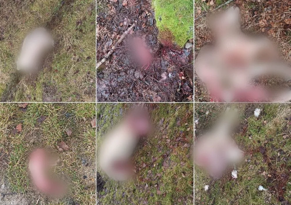 Vlci u Volar roztrhali ovce a berana. Lidé se bát nemusí, uklidňuje národní park Šumava