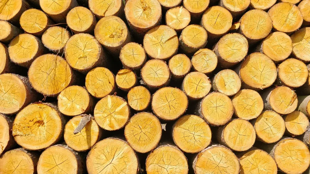 Šumavský národní park loni vytěžil meziročně víc dřeva, hlavně kůrovcového