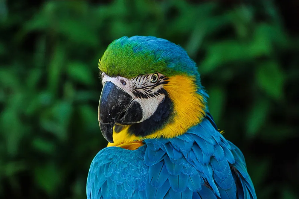 Táborská zoo postaví nový ptačí dům, v němž budou zimovat papoušci