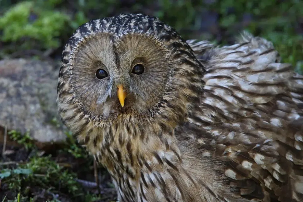 Národní park Šumava otevře soví voliéry v Borových Ladách kvůli počasí až 14. května