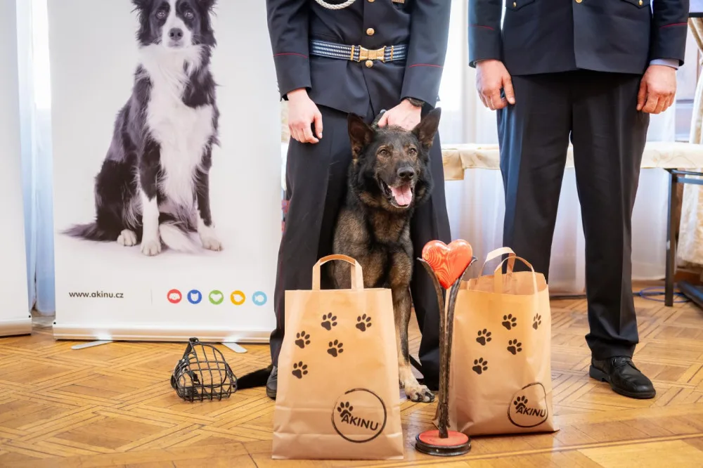 Policejní pes Rapp si odnesl ocenění v anketě Statečné psí srdce. Život zachránil ztracenému muži
