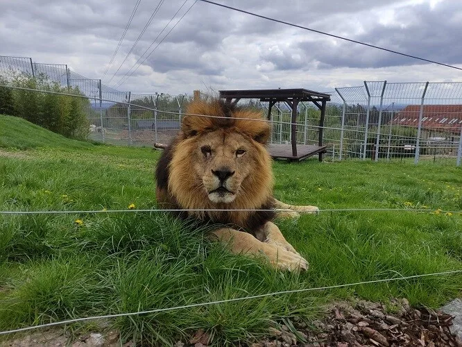 Lev SImba ve svém novém výběhu.
