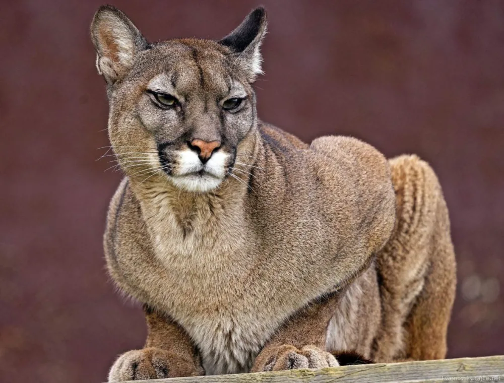 Táborská zoo pomohla najít nový domov pro pumu ze zrušeného chovu