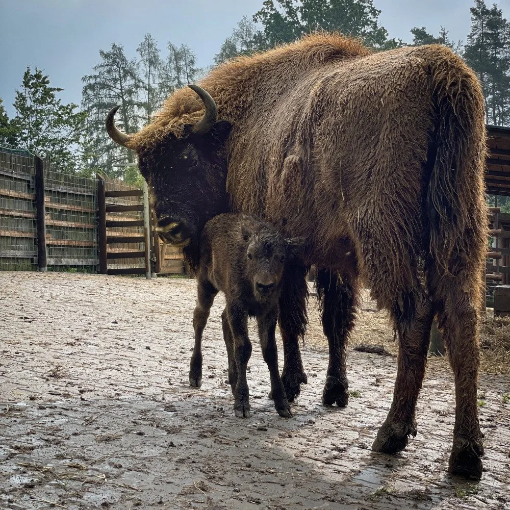 V táborské zoo se narodila dvě mláďata zubra evropského