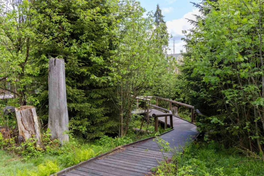 Národní park Šumava kácí tlející dřevo u turistických tras, jednu uzavřel