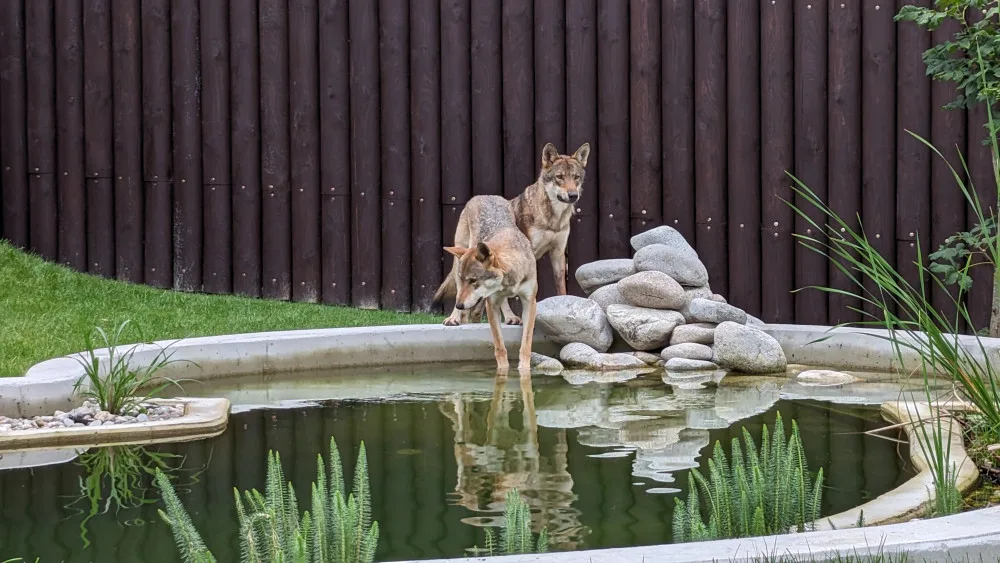 Záchranné centrum pro šelmy v táborské zoo pomohlo prvním zvířatům, útočiště v něm našla pětice vlků